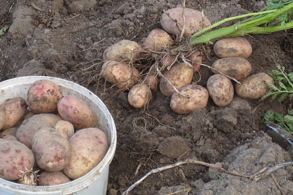 Опис сорту картоплі Аврора, особливості вирощування та догляду