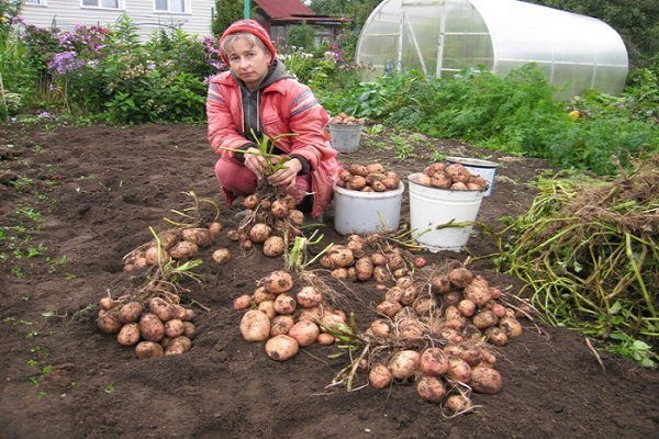 Опис сорту картоплі Аврора, особливості вирощування та догляду