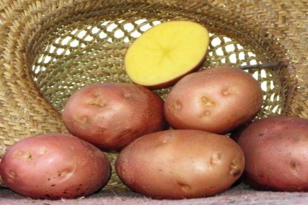 Опис сорту картоплі Беллароза, його вирощування і догляд