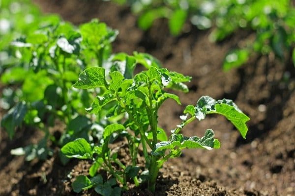 Опис сорту картоплі Беллароза, його вирощування і догляд