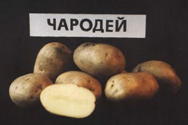 Опис сорту картоплі Чародій, його характеристика та врожайність