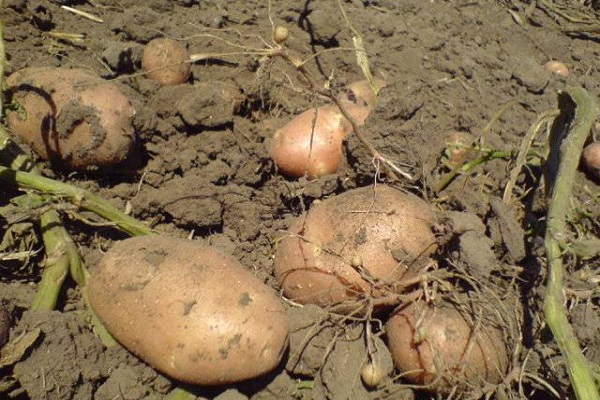 Опис сорту картоплі Чародій, його характеристика та врожайність
