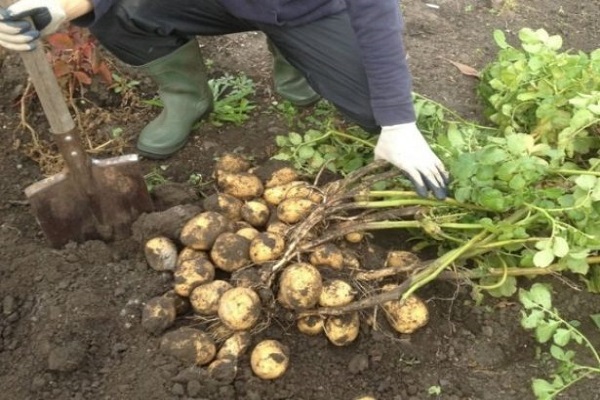 Опис сорту картоплі Джеллі, особливості вирощування та врожайність