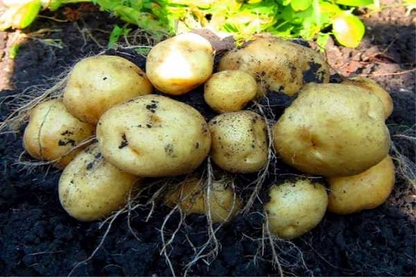 Опис сорту картоплі Єлизавета, особливості вирощування та догляду