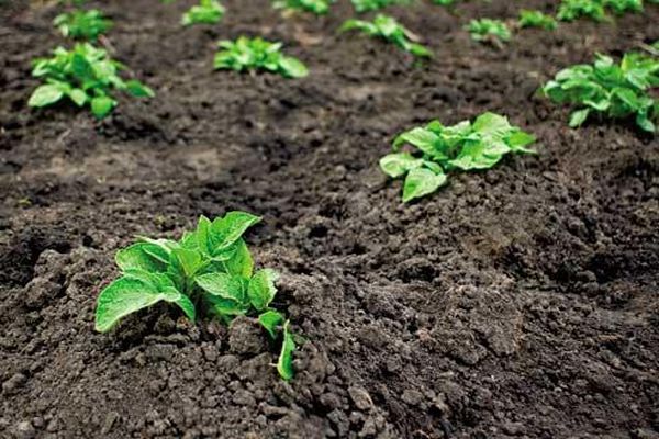 Опис сорту картоплі Гала, особливості вирощування та догляду