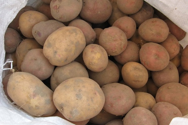 Опис сорту картоплі Блакить і його характеристика
