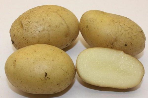 Опис сорту картоплі Блакить і його характеристика