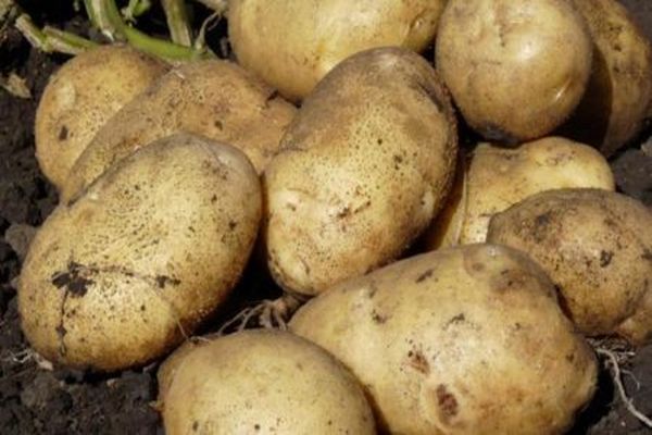 Опис сорту картоплі Гуллівер, особливості вирощування та врожайність