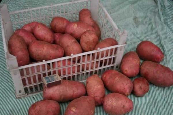 Опис сорту картоплі Іллінський, його характеристика та врожайність