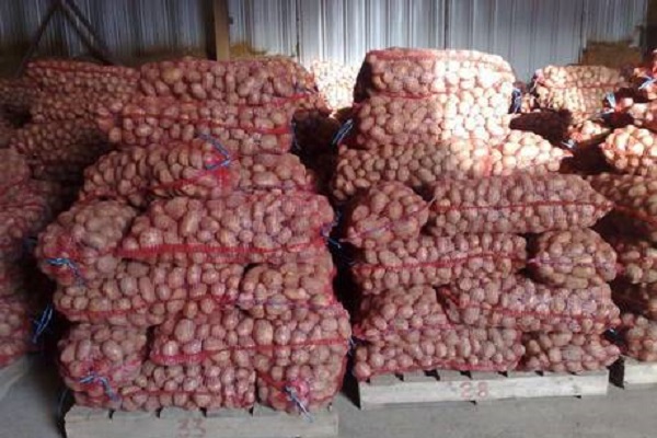 Опис сорту картоплі Іллінський, його характеристика та врожайність