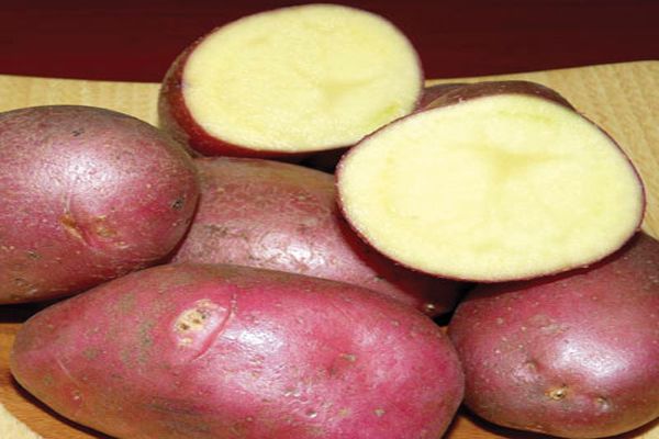 Опис сорту картоплі Каменський, особливості вирощування та догляду