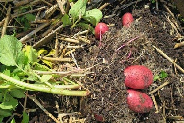 Опис сорту картоплі Господарочка, особливості вирощування та врожайність