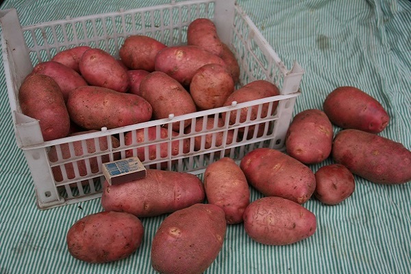 Опис сорту картоплі Господарочка, особливості вирощування та врожайність