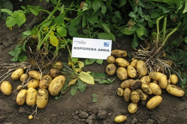 Опис сорту картоплі Королева Анна, особливості вирощування та догляду