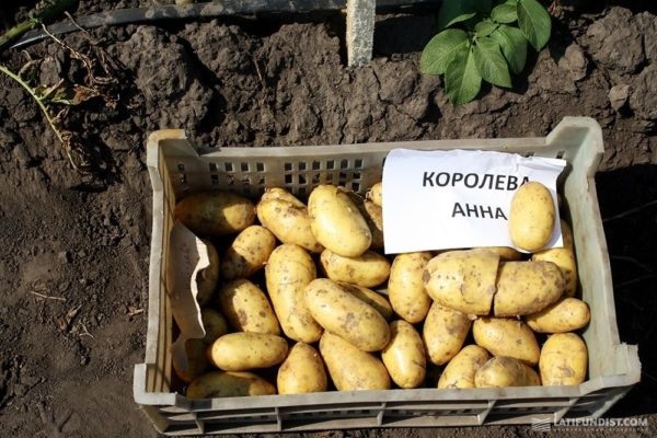 Опис сорту картоплі Королева Анна, особливості вирощування та догляду