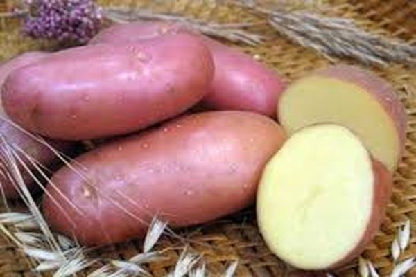 Опис сорту картоплі Красень, особливості вирощування та догляду