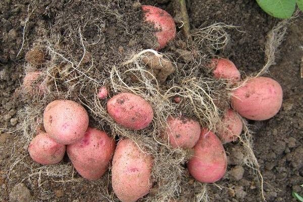 Опис сорту картоплі Красень, особливості вирощування та догляду