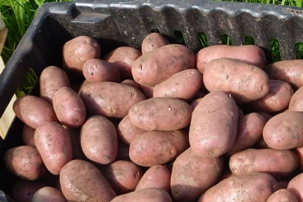 Опис сорту картоплі Здоровань, вирощування і догляд