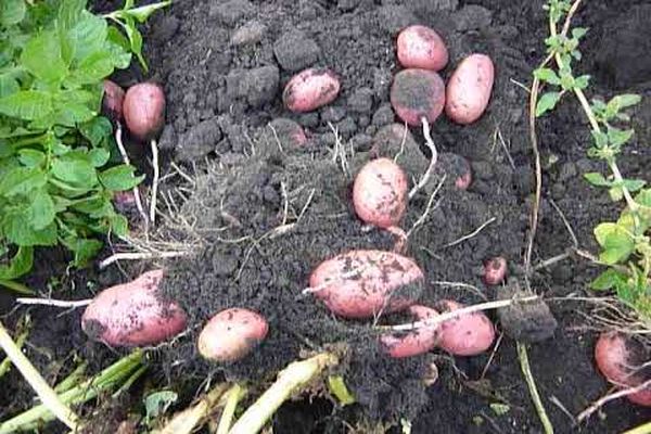 Опис сорту картоплі Лабелла, особливості вирощування та догляду