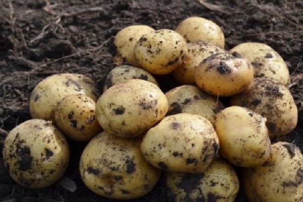 Опис сорту картоплі Ласунок, його характеристика та врожайність