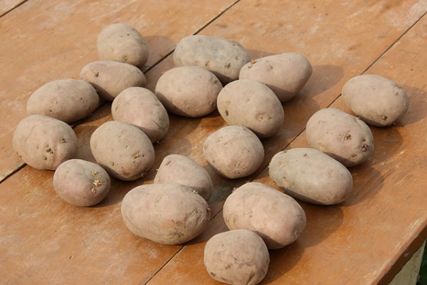 Опис сорту картоплі Латона, особливості вирощування та врожайність