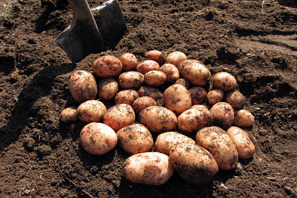 Опис сорту картоплі Луговський, особливості вирощування та врожайність