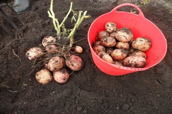 Опис сорту картоплі Луговський, особливості вирощування та врожайність