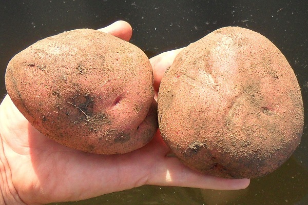 Опис сорту картоплі Любава, особливості вирощування та догляду