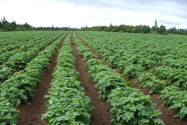 Опис сорту картоплі Любава, особливості вирощування та догляду