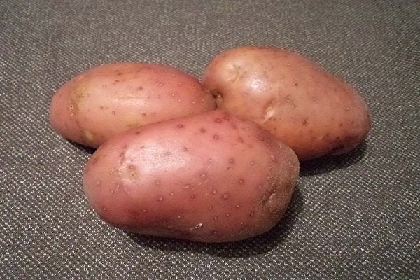 Опис сорту картоплі Маніфест, його характеристика та врожайність