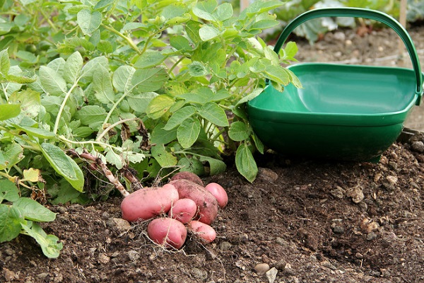 Опис сорту картоплі Маніфест, його характеристика та врожайність