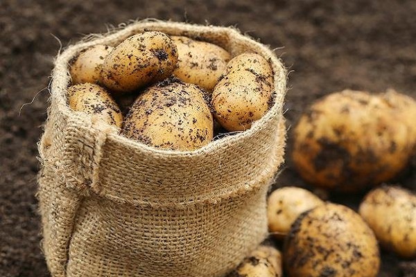 Опис сорту картоплі Моллі, особливості вирощування та догляду