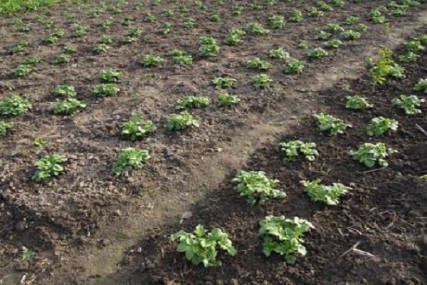 Опис сорту картоплі Моллі, особливості вирощування та догляду