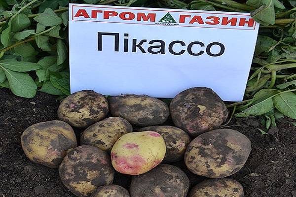 Опис сорту картоплі Пікассо, його характеристика та врожайність