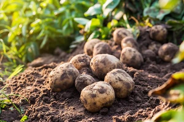 Опис сорту картоплі Пікассо, його характеристика та врожайність