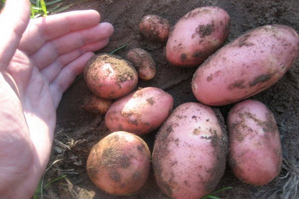 Опис сорту картоплі Ред Скарлет, його характеристика та врожайність