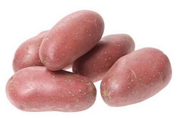 Опис сорту картоплі Родріго, його характеристика і рекомендації по вирощуванню
