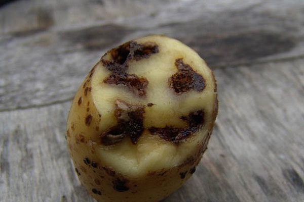 Опис сорту картоплі Рогнеда, особливості вирощування та догляду
