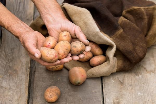 Опис сорту картоплі Рогнеда, особливості вирощування та догляду