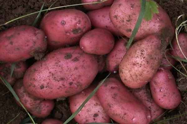 Опис сорту картоплі Рокко, рекомендації по вирощуванню і догляду