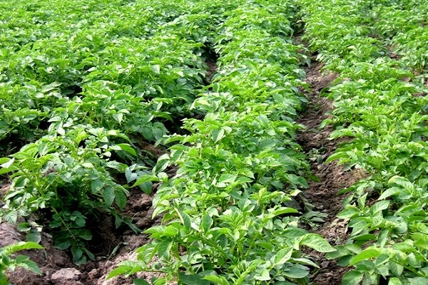 Опис сорту картоплі Рокко, рекомендації по вирощуванню і догляду