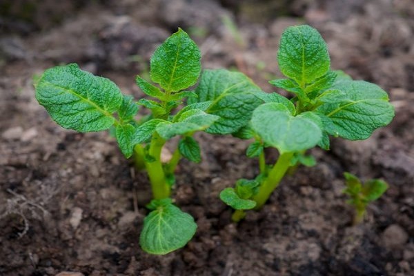 Опис сорту картоплі Романо, особливості вирощування та догляду