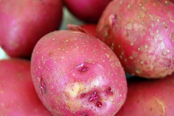 Опис сорту картоплі Розара, рекомендації по вирощуванню та відгуки садівників