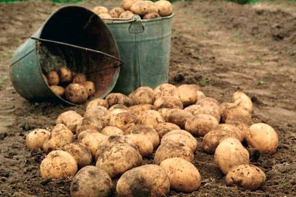 Опис сорту картоплі Санте, його характеристика та вирощування