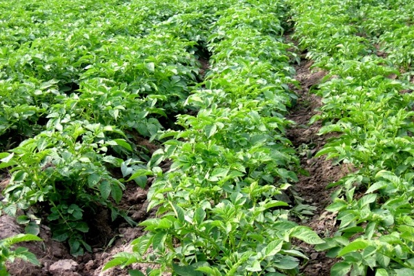 Опис сорту картоплі Санте, його характеристика та вирощування