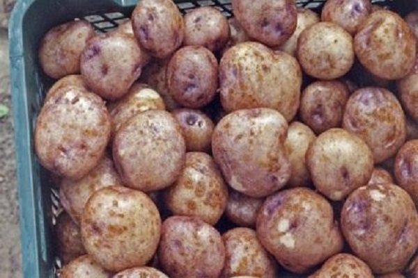 Опис сорту картоплі Синьоока, його вирощування і догляд