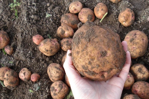 Опис сорту картоплі Синьоока, його вирощування і догляд
