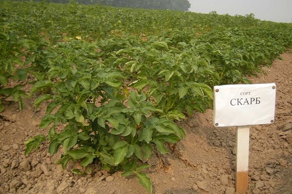 Опис сорту картоплі Скарб, особливості вирощування та догляду