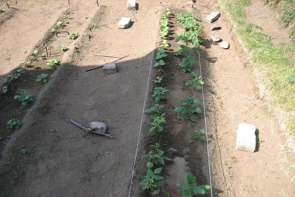Опис сорту картоплі Скарб, особливості вирощування та догляду