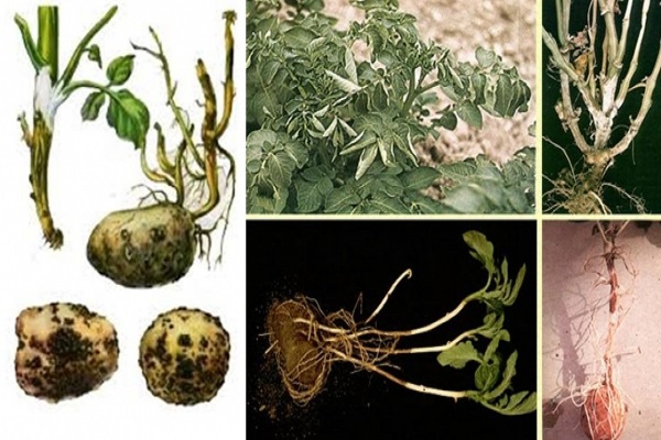 Опис сорту картоплі Казка, особливості вирощування та догляду